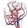 network of veins